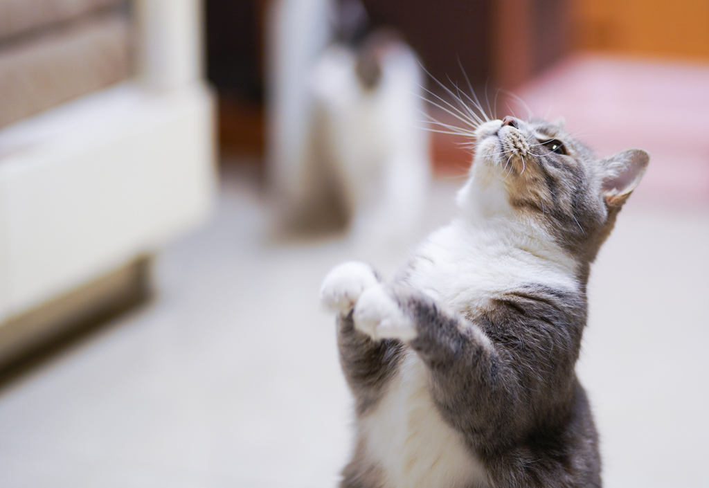 playful cat looking above