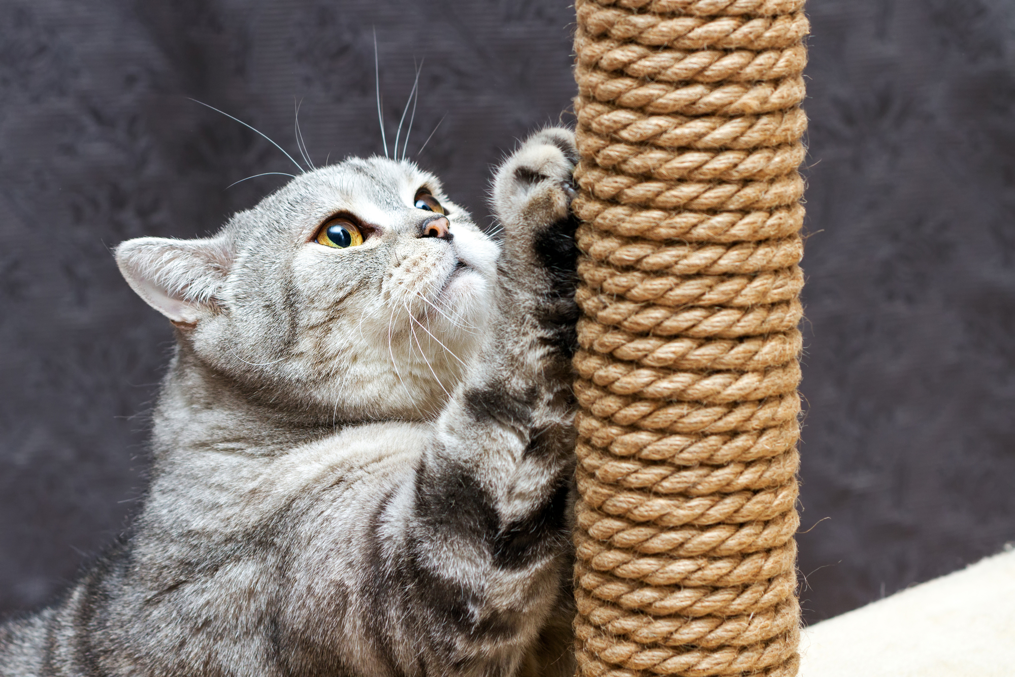 Cat scratching the rope