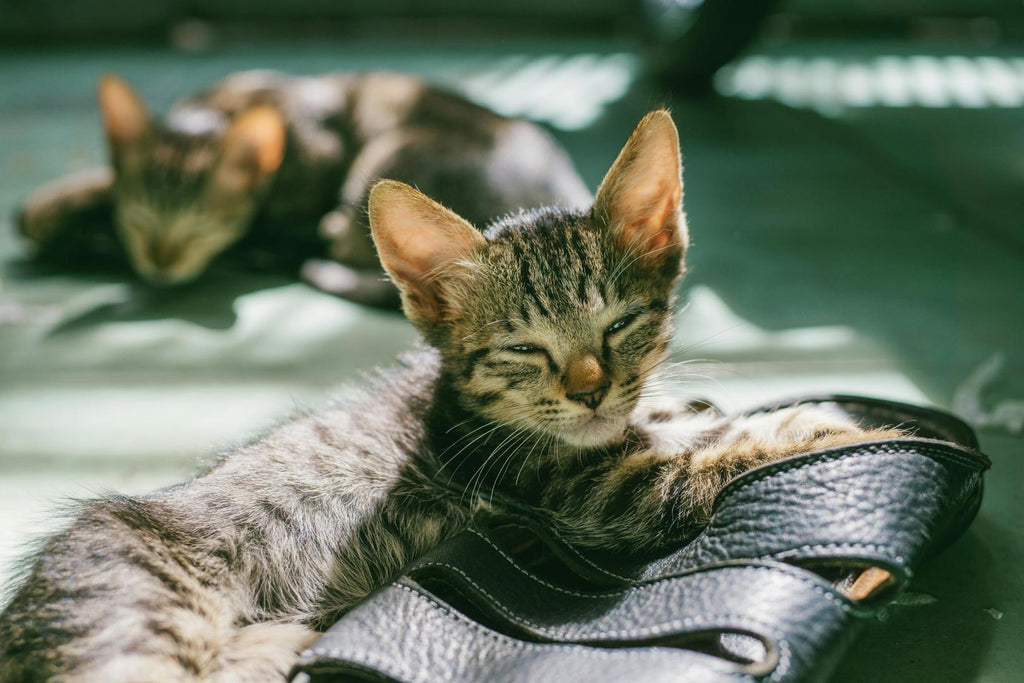 sleeping kittens on the floor