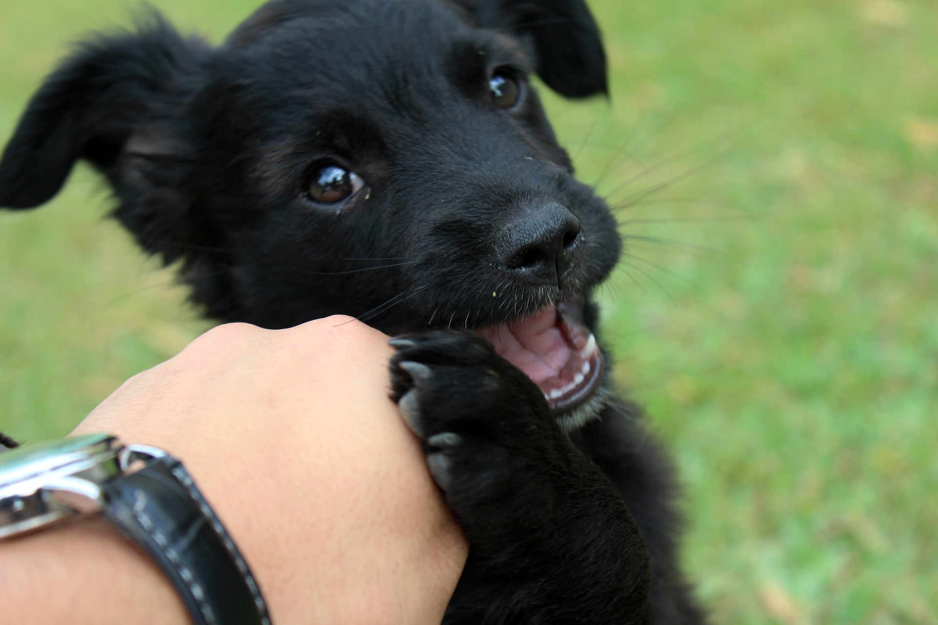 Dog playing with his owner