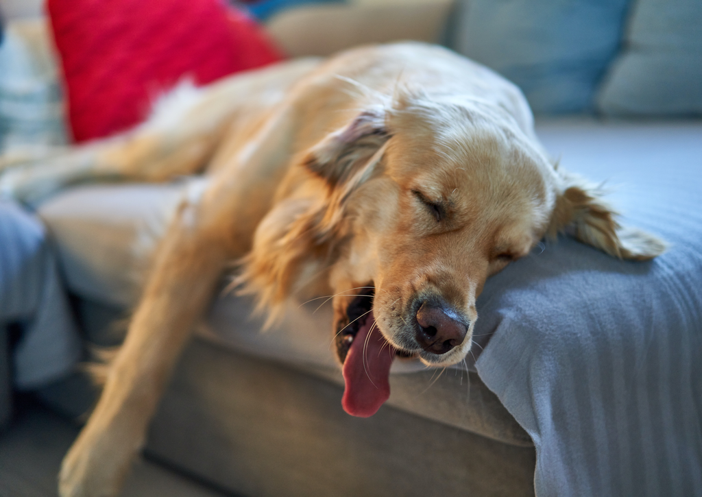 Senior Goldie with muscle atrophy.