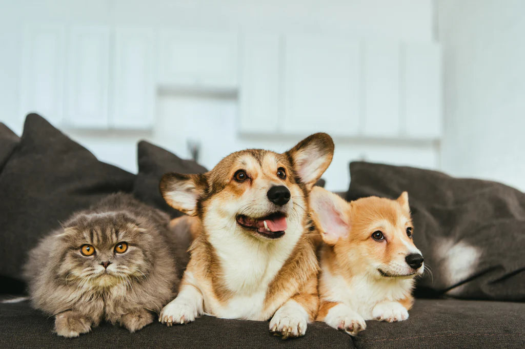 cat and dogs lying on a couch