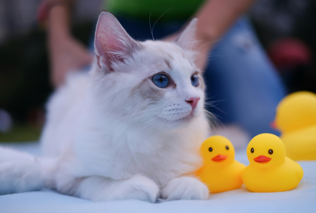 cat seats with its toy rubber ducks