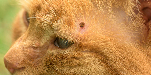 Tick feeding on cat