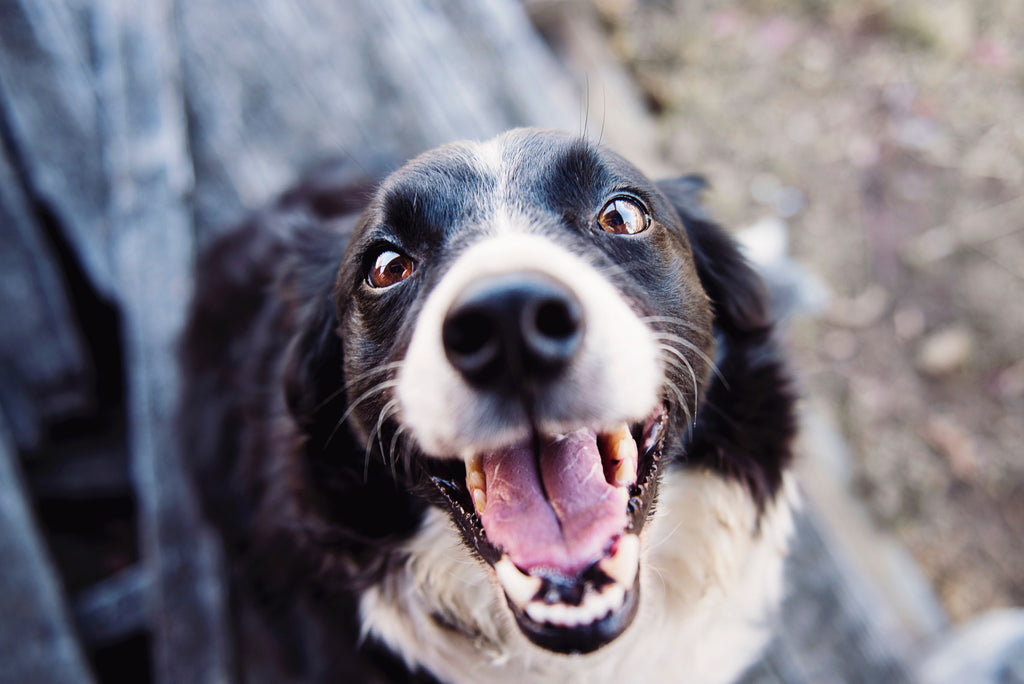 happy dog smiles at camera