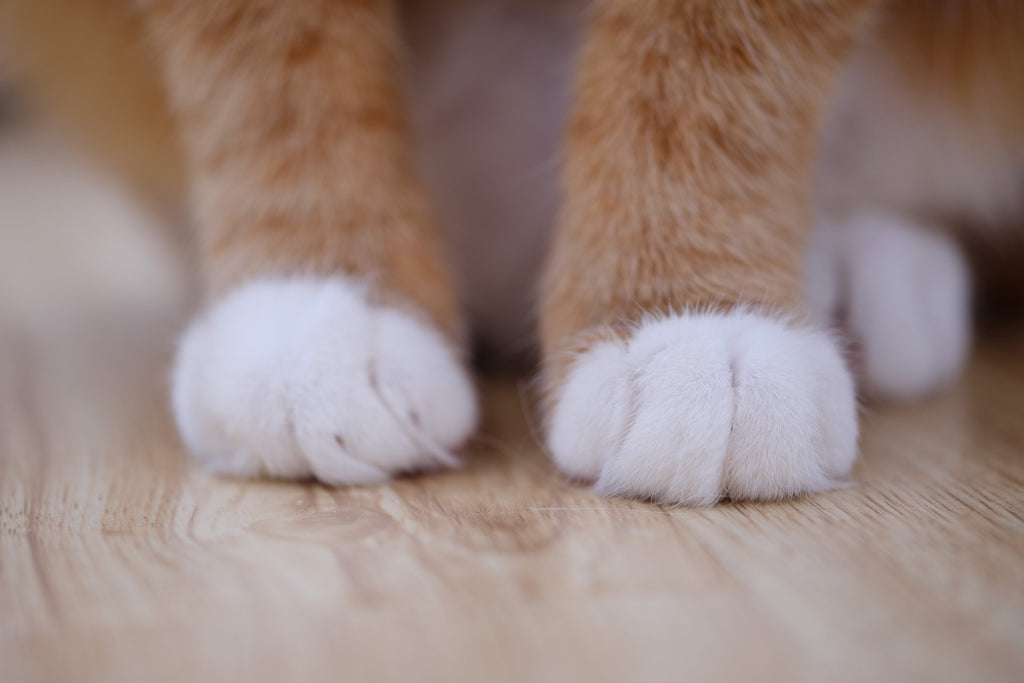 Paws of a cat.