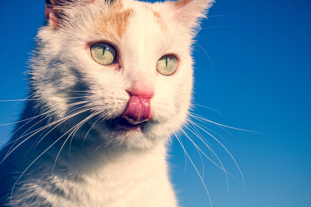 Cat with his tongue out.