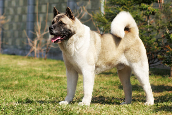 Akita