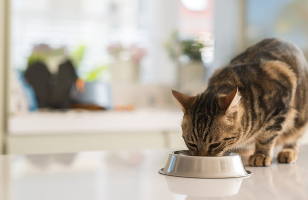 cat eating on a metal bowl