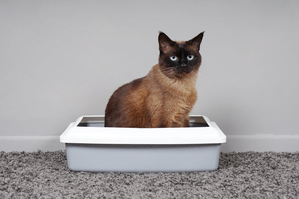 cat sitting on litter box