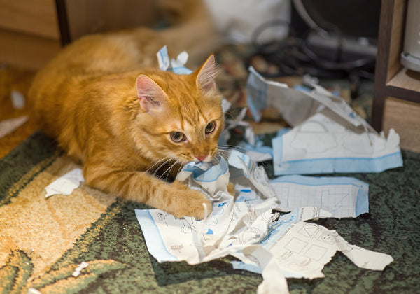 cat tore up papers on the floor