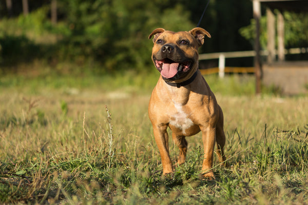 Staffordshire Bull Terrier