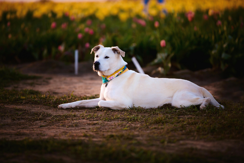 Dog taking a rest by a flower field
