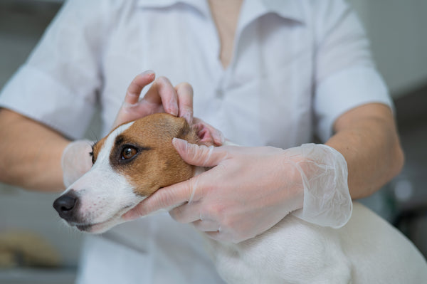 How to treat dog ear infection without vet 1