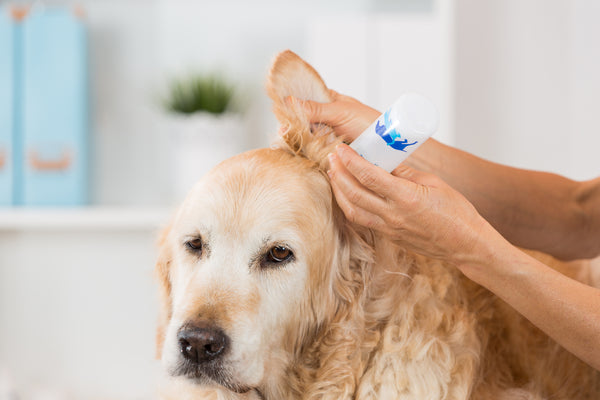 dog ear infection treatment 4
