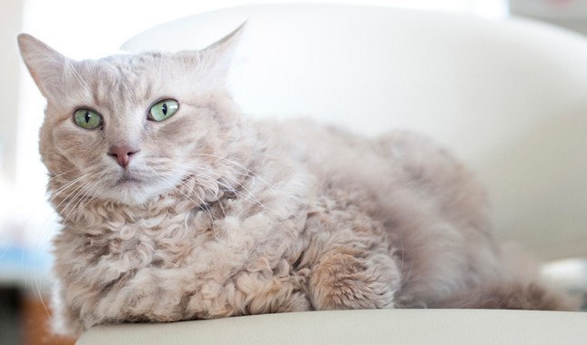 14 Best Hypoallergenic Cat Breeds Homeoanimal Com