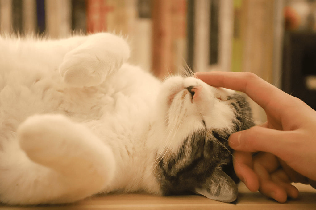 A person petting the cat.