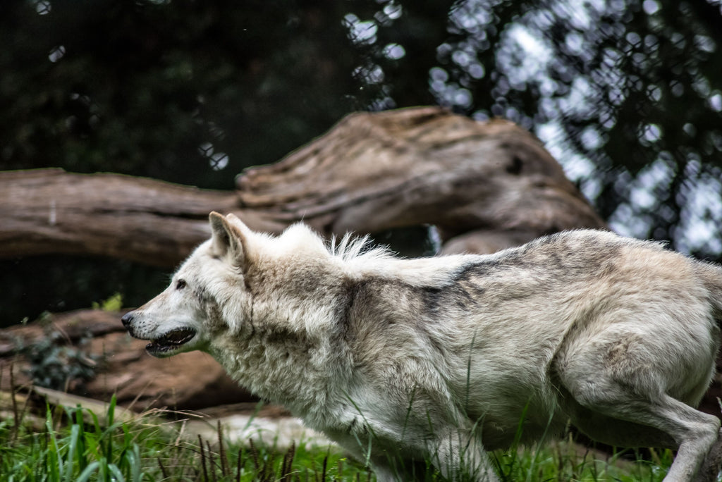 A wolf hunting in the forest.