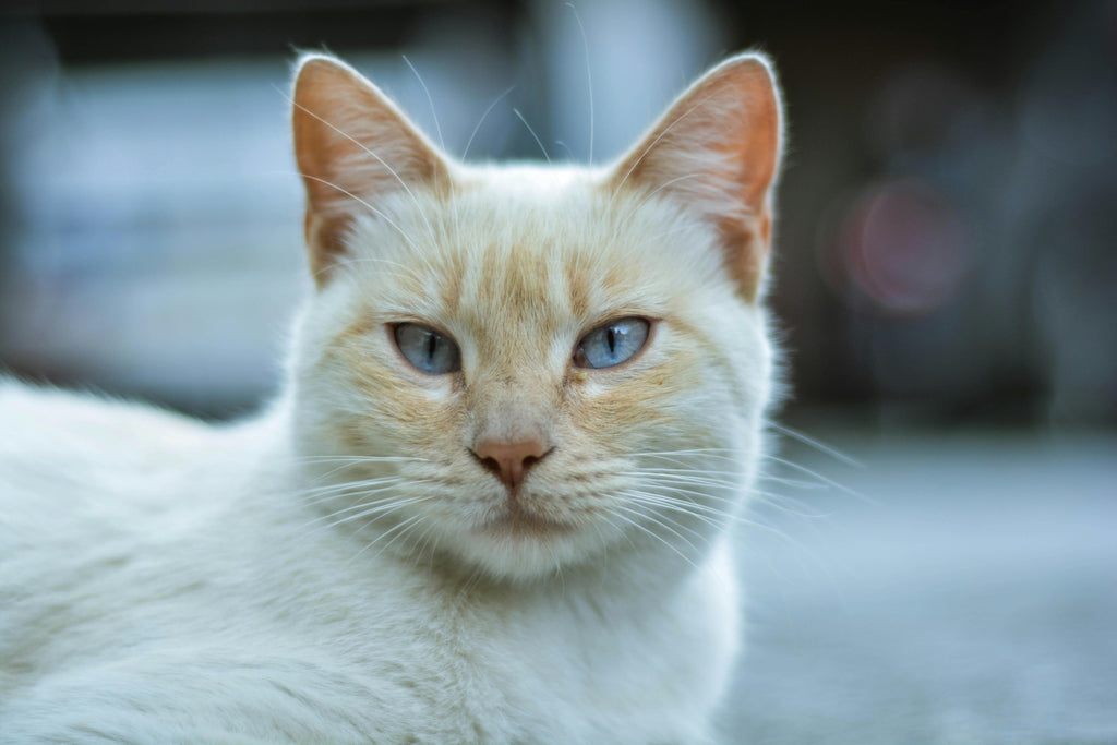 White tabby cat.