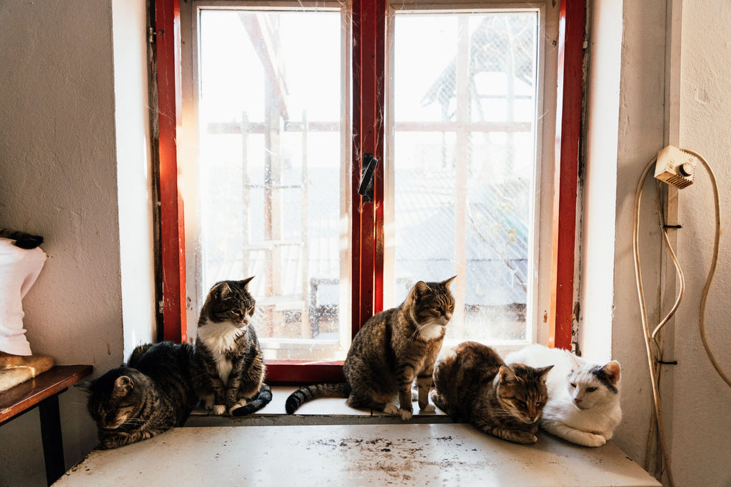 Five cats sitting on the chair.