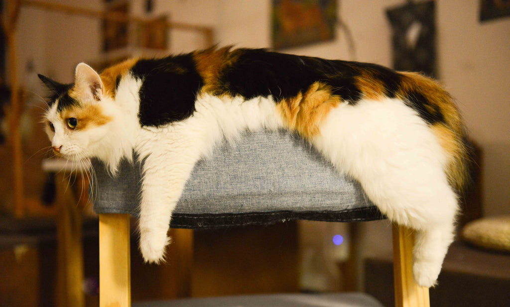 Cat lying on chair.