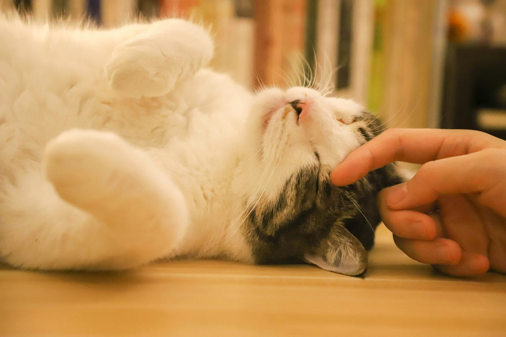 Person petting the cat.