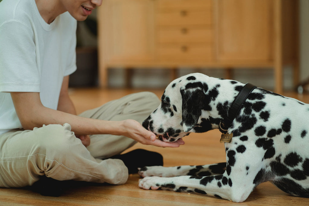 owner feeding his pet dalmatian dog