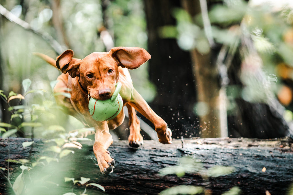 Agility dog training or program.