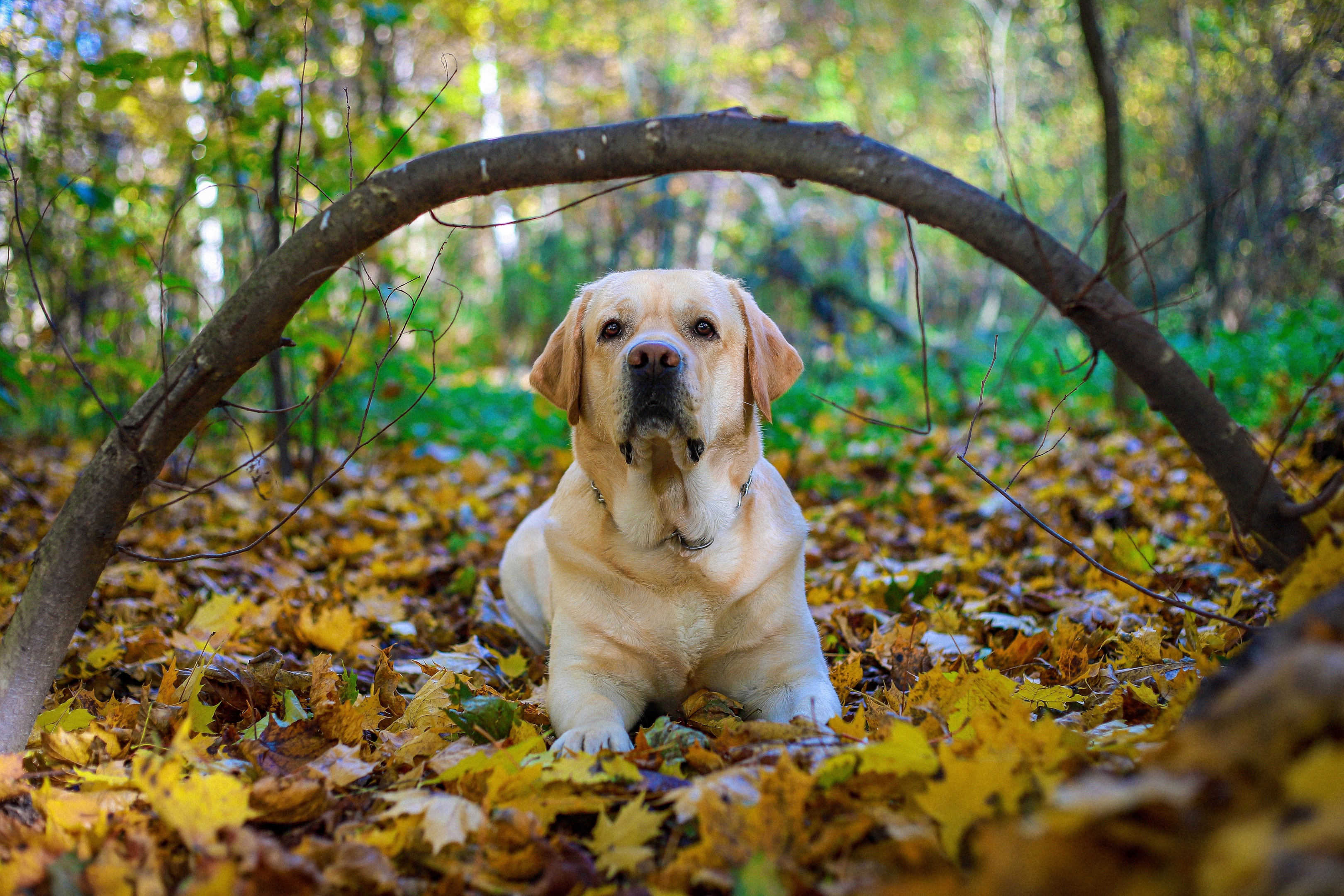 Senior Lab in the woods