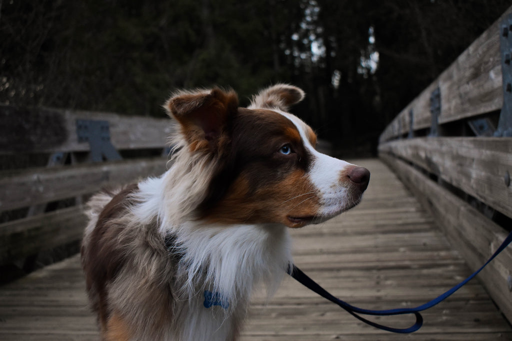 Dog on a leash.