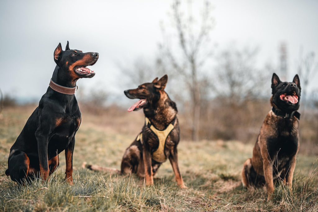 Vocational dog training or program.