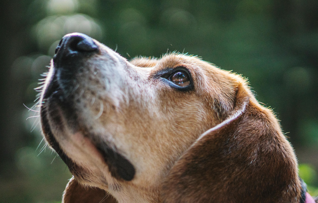 dog looking up