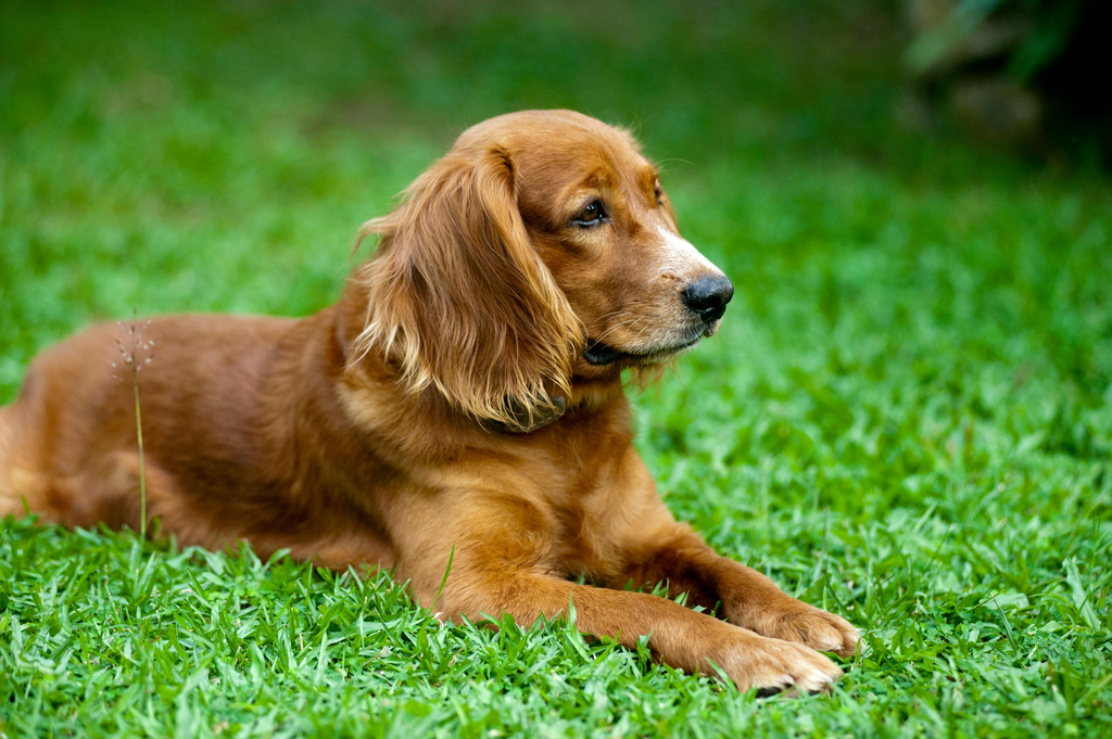 dog taking a rest on grass