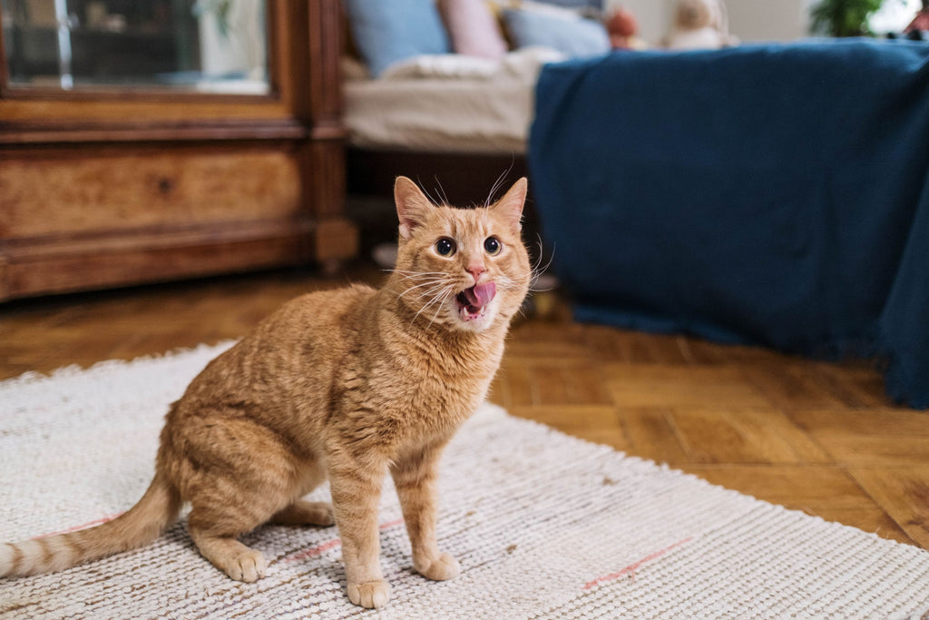 A cat with good dental health.