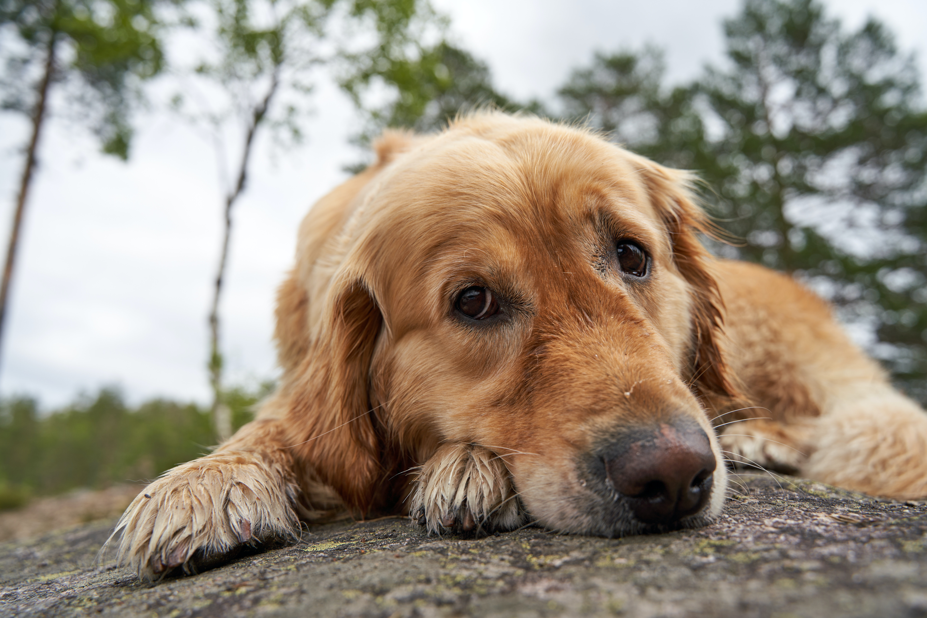 senior goldie lying outdoors