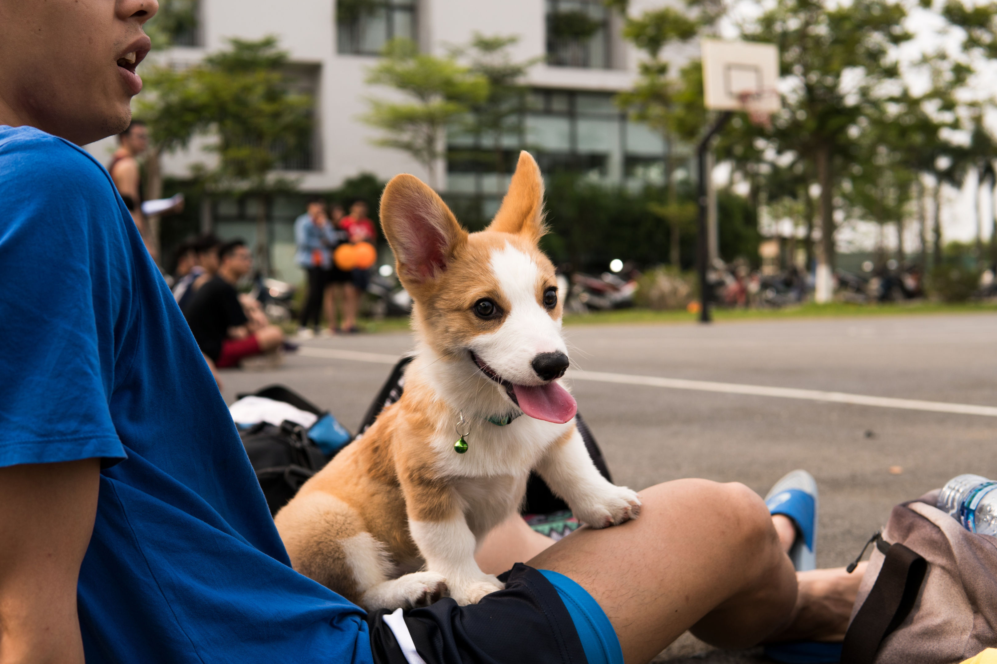 Pembroke Welsh Corgi puppy in a park