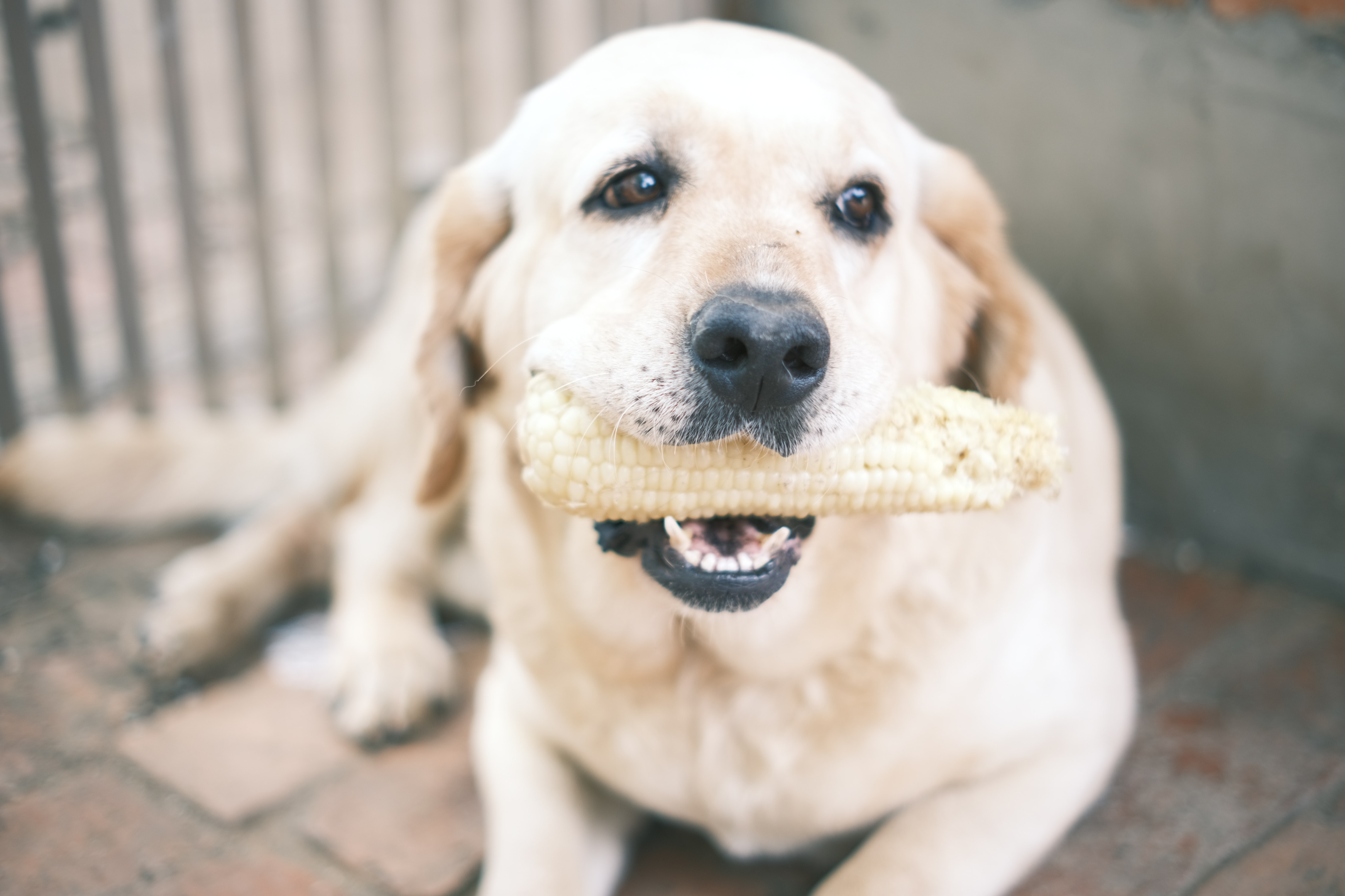 senior Labrador Retriever biting a corn cob