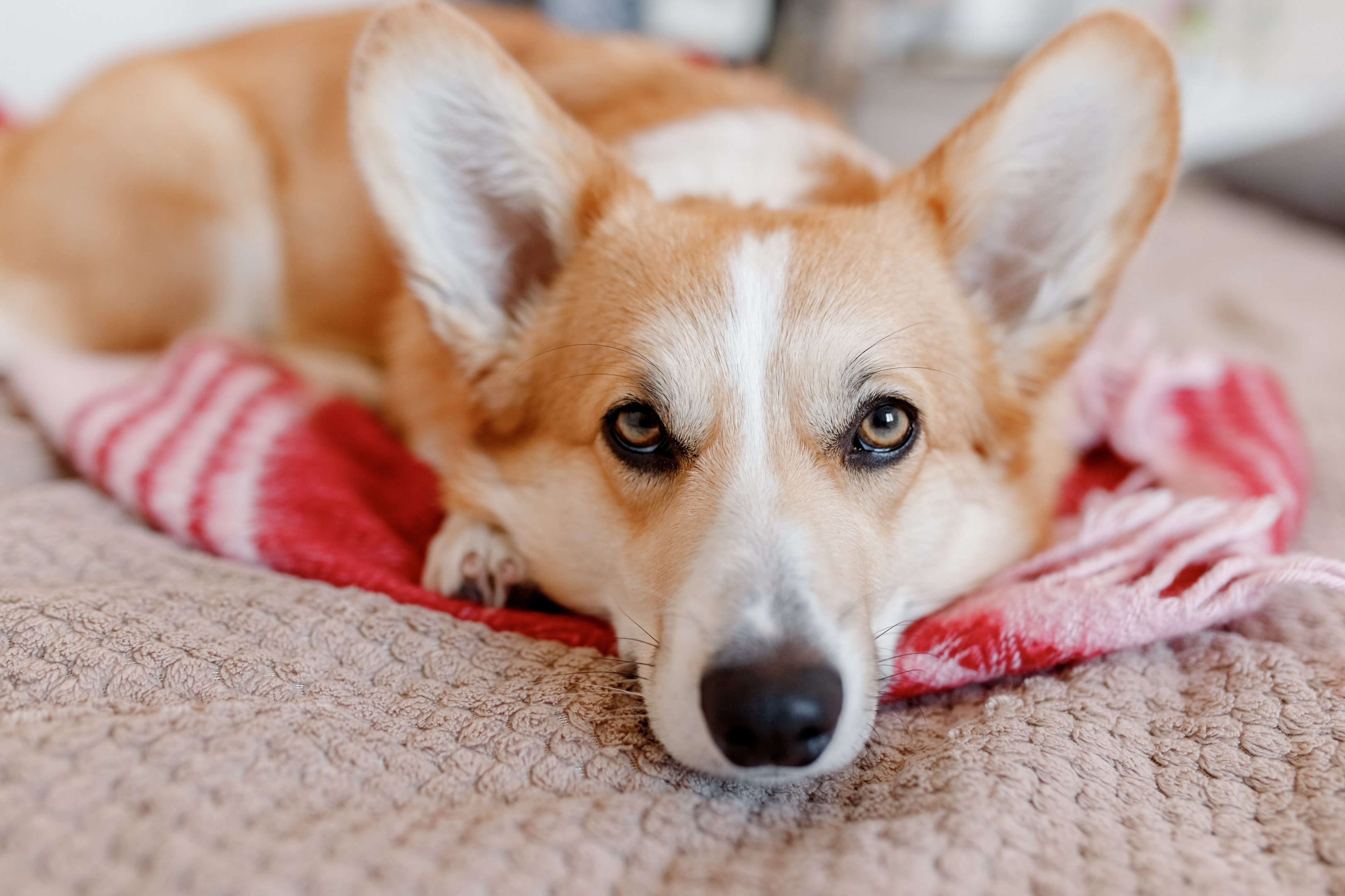 senior Pembroke Welsh Corgi on the floor