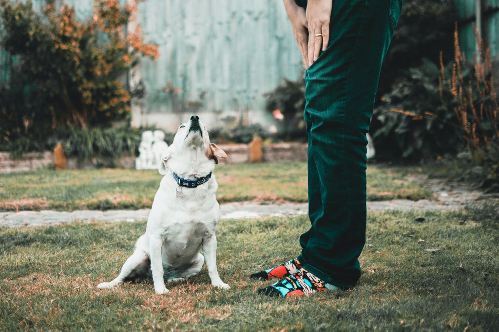 A dog with anxiety having difficulty playing.