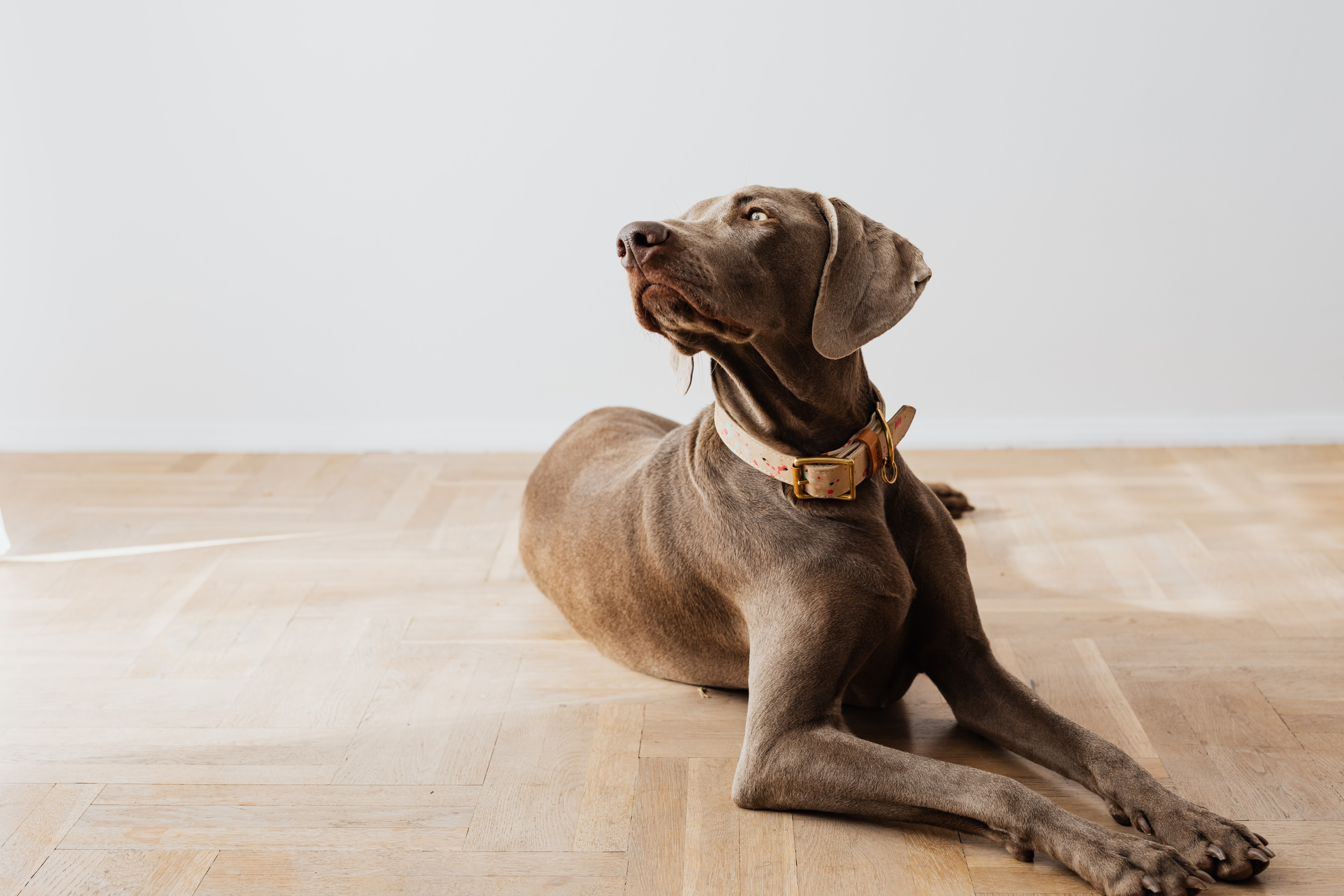 Senior Labrador Retriever relaxing