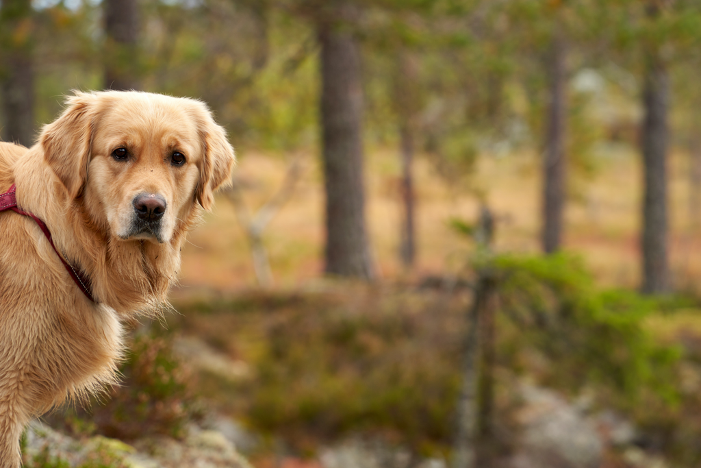 senior Golden Retriever on a walk in the forest