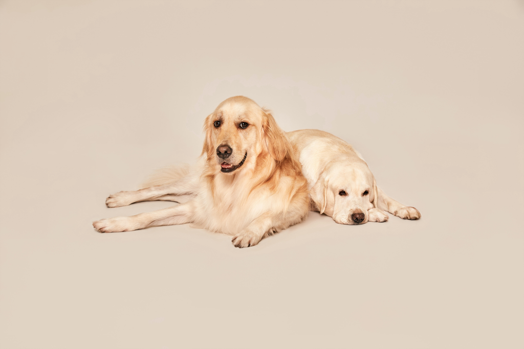senior and puppy Golden Retriever