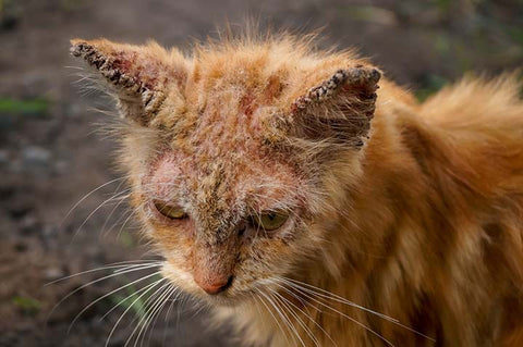 Does My Cat Have Mange? How To Identify And Treat It? - Zumalka