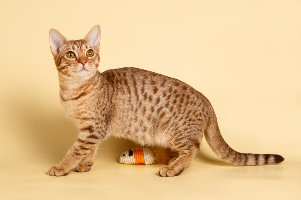 orange hypoallergenic cats