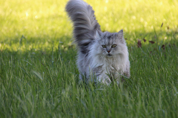 Relax kitten on green grass