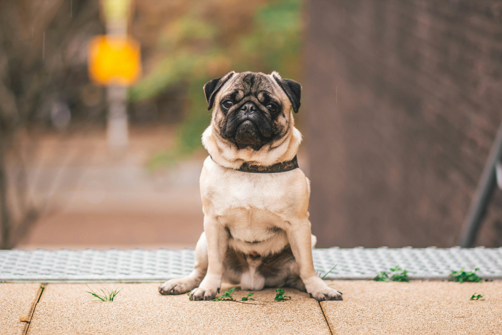 pug taking a rest on the streets