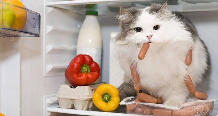 10 Most Toxic Foods For Cats In 2020 Homeoanimal Com