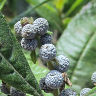 wax laurel berries