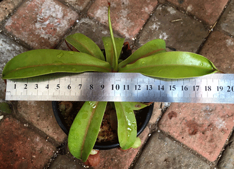 Nepenthes sizes we offer are determined by the leafspan