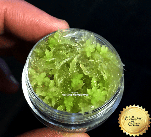 Live sphagnum moss cultures for sale * Buy online @ Cultivo Carnivores South Africa